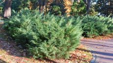 A collection of juniper bushes in a park