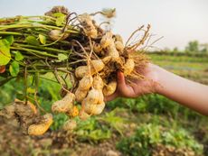 Peanuts Uprooted From The Garden