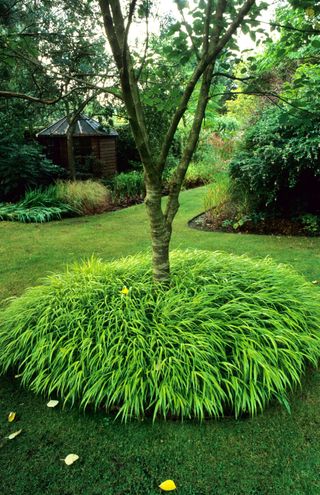 Hakonechloa macra Aureola