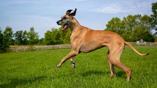 Great Dane running through the park