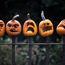 Shriveled jack-o'-lanterns impaled on fence posts