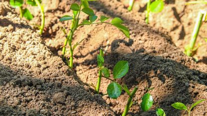 rose cuttings planted in garden soil