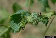 Leafroll On Grapevine Plant