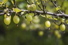 gooseberry branch