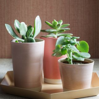 Succulent houseplants growing in pink pots in gold plant tray