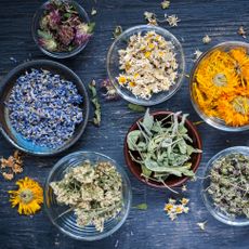 assorted herbs dried in preparation for tea making