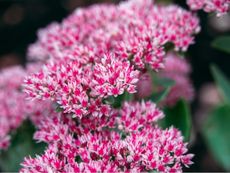 Pink And White Vera Jameson Plants