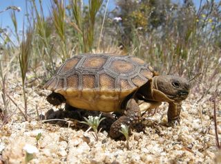 desert tortoise