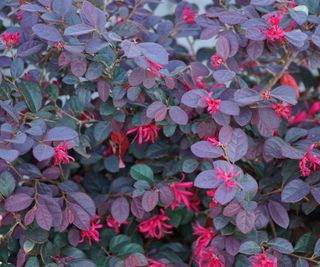 Loropetalum with purple foliage and pink flowers