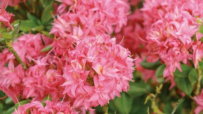 Knaphill-Azalee (Rhododendron &#039;Homebush&#039;)