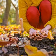 Gardener plants spring bulbs in the fall