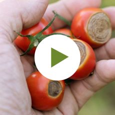 Blossom End Rot on Tomatoes