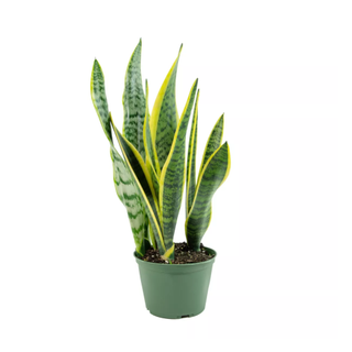 Snake plant 