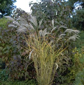 miscanthus