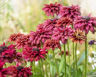 Black eyed susan Rudbeckia Sahara