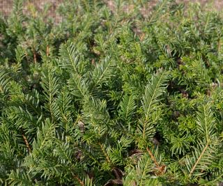 Yew is an evergreen plant, ideal for hedging