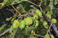 Hardy Kiwi Disease On Kiwi Plant