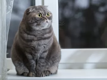 scottish fold cat - characteristics