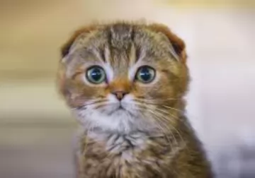 scottish fold kitten - description