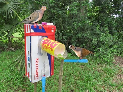 How To Make Bird Trap Using Paper Box With Plastic Bottle That Work 100%