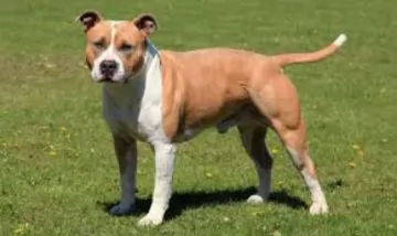 american staffordshire terrier dog - characteristics