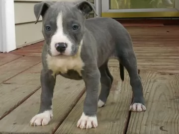 american staffordshire terrier puppy - description