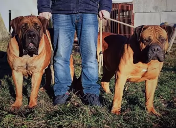 boerboel dogs - caring