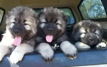 caucasian shepherd puppies - health problems