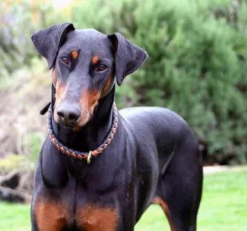 doberman pinscher - history