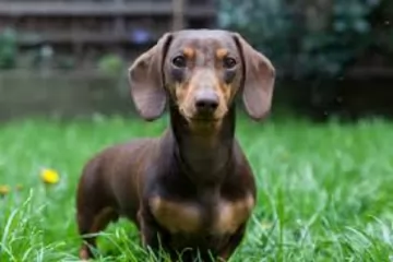 miniature dachshund - history