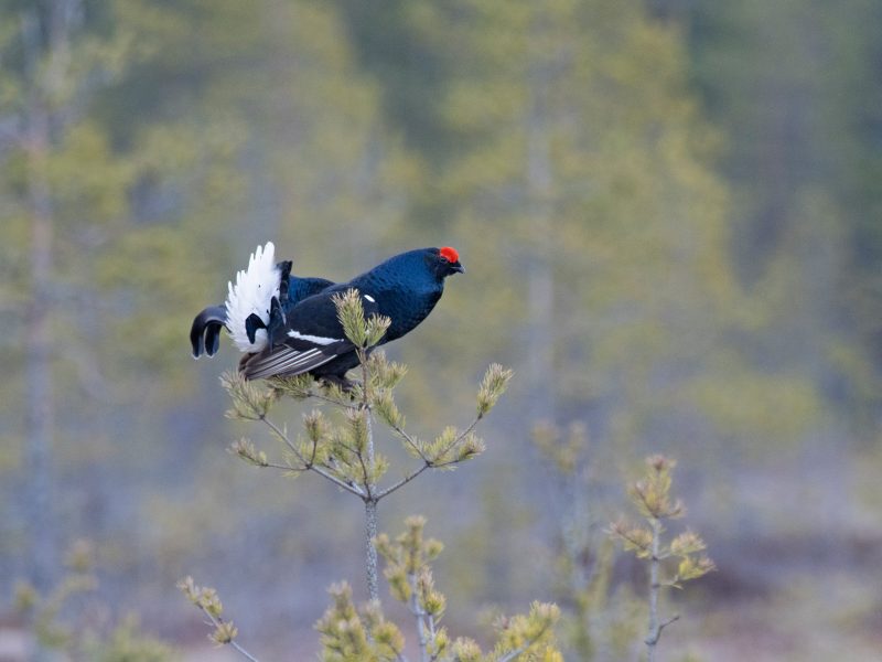 Black grouse in tree