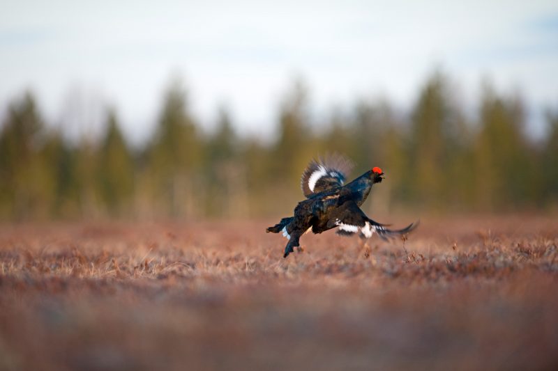 Black Grouse flying 