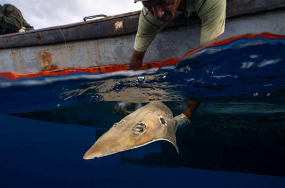 underwater conservation photography