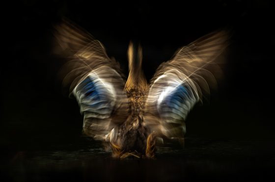 motion blur wildlife photography tips