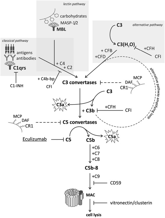 Fig. 1