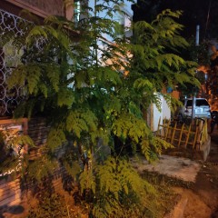 1601788091_poco-tree3.jpg