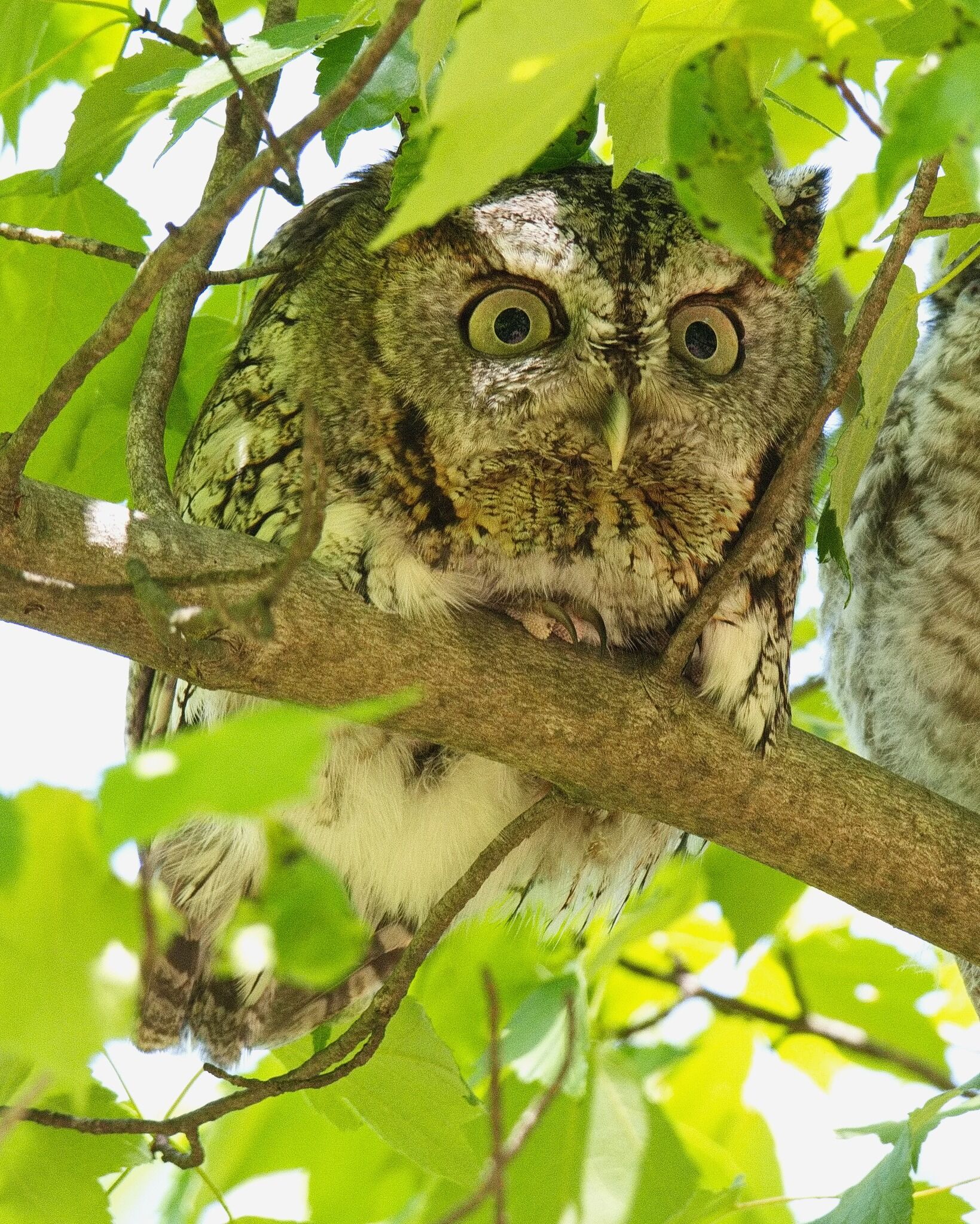 SCREECH OWL FAMILY - Photography and Videography - NJ Woods & Water