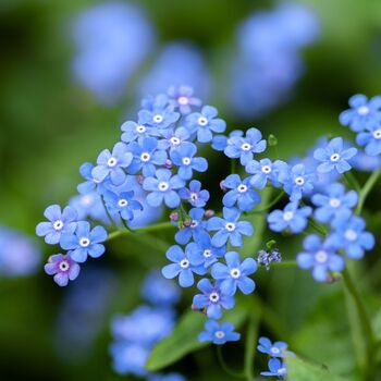 'Forget Me Not' Grow Your Own Remembrance Garden Gift, 2 of 3