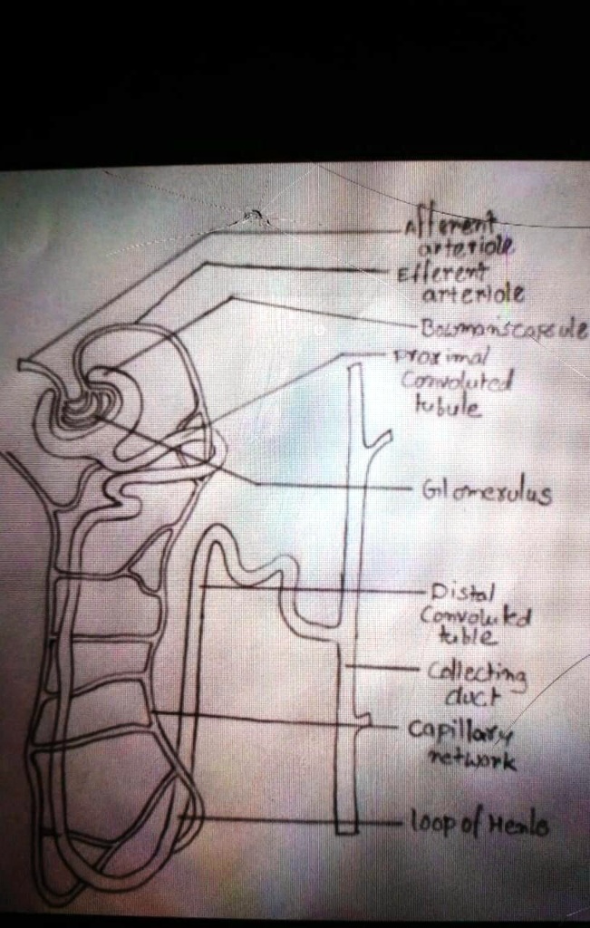 SOLVED: '3) Draw neat labelled diagram of structure of nephron.'