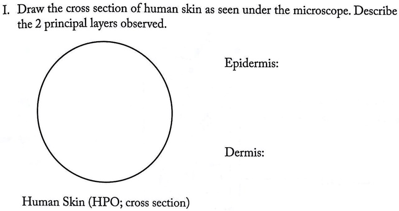 I. Draw the cross section of human skin as seen under the microscope. Describe
the 2 principal layers observed.
Human Skin (HPO; cross section)
Epidermis:
Dermis: