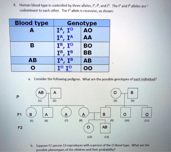 SOLVED: Human blood type is controlled by three alleles, /+ , /9, and ...