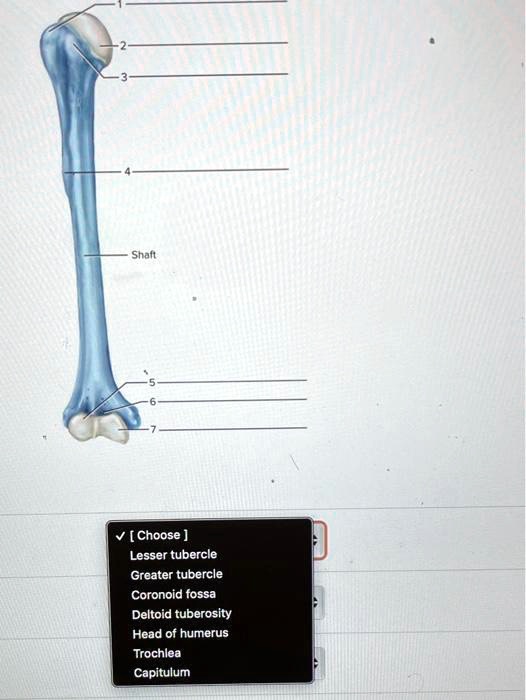 SOLVED: Shalt [Choose Lesser tubercle Greater tubercle Coronoid fossa ...