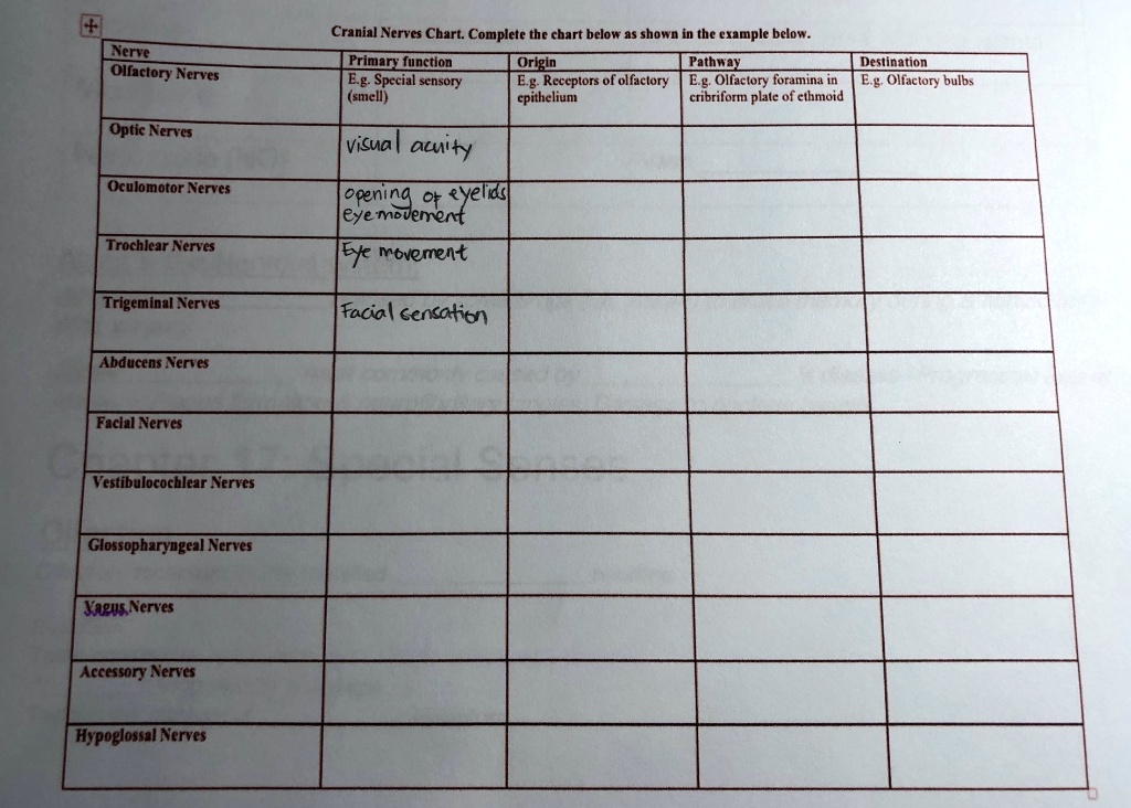 SOLVED: Nerve Olfactory Nerves Cranial Nerves Chart. Complete the chart ...