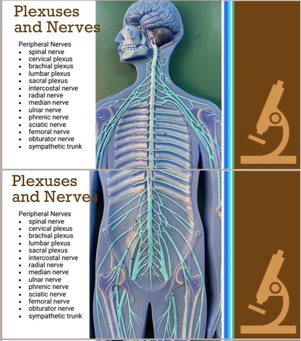 SOLVED: Please label Plexuses and Nerves Peripheral Nerves spinal nerve ...