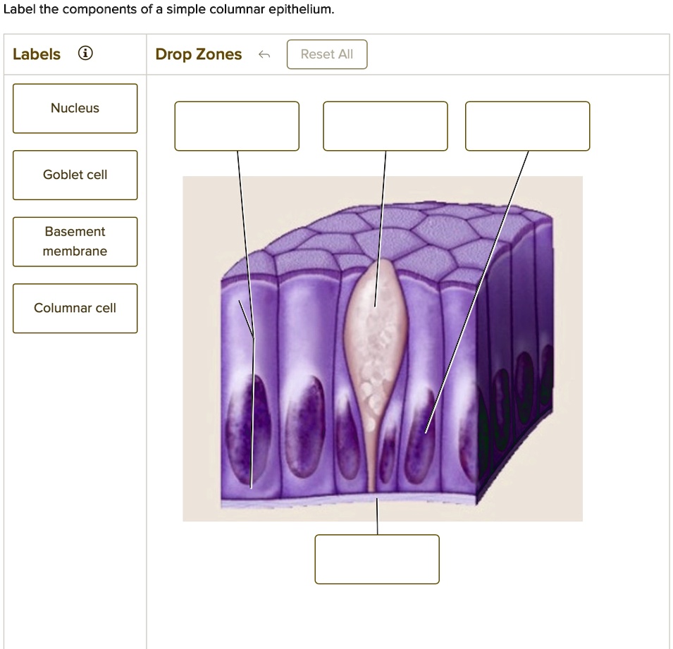 Label the components of a simple columnar epithelium.
Labels
Drop Zones
Reset All
Nucleus
Goblet cell
Basement
membrane
Columnar cell