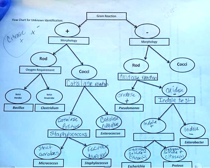 Flow Chart for Unknown Identification:
Citrase +
+
+
Morphology
Gram Reaction
Morphology
Rod
Oxygen Requirement
Strict
Aerobe
Bacillus
Strict
Anaerobe
Clostridium
Cocci
Catalase reation
Catalase
Positive
Staphylococcus
Strict
aerobes
Micrococcus
Rod
Oxidase reaction
Oxidase
+
Catalase
negative
Enterococcus
Facultative
Anaerobes
Staphylococcus
Pseudomonas
Indole
Hydrogen
Sulfide-
Citrose()
Escherichia
Cocci
Oxidase
Indole test
Hydrogen
+
Citrose()
Proteus
Indole
-
Enterobacter