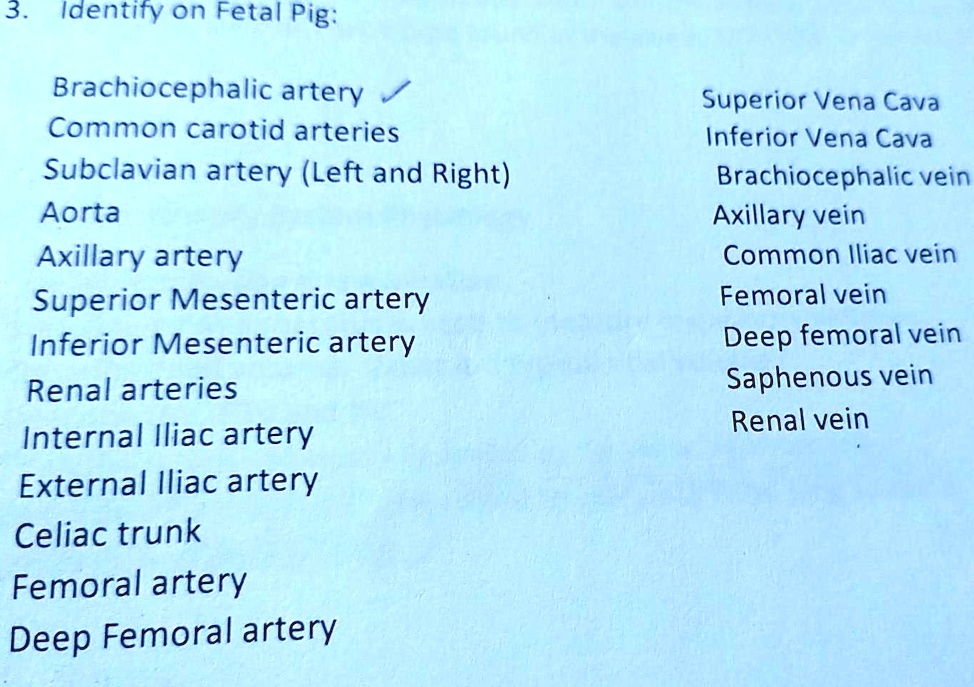 3. Identify on Fetal Pig:
Brachiocephalic artery
Common carotid arteries
Subclavian artery (Left and Right)
Aorta
Axillary artery
Superior Mesenteric artery
Inferior Mesenteric artery
Renal arteries
Internal Iliac artery
External Iliac artery
Celiac trunk
Femoral artery
Deep Femoral artery
Superior Vena Cava
Inferior Vena Cava
Brachiocephalic vein
Axillary vein
Common Iliac vein
Femoral vein
Deep femoral vein
Saphenous vein
Renal vein