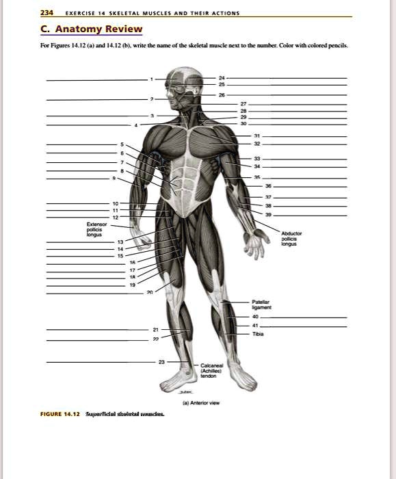 SOLVED: 234 EXERCISE: SKELETAL MUSCLES AND THEIR ACTIONS Anatomy Review ...