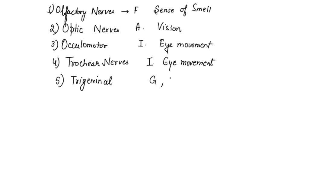 SOLVED: Nerve Olfactory Nerves Cranial Nerves Chart. Complete the chart ...