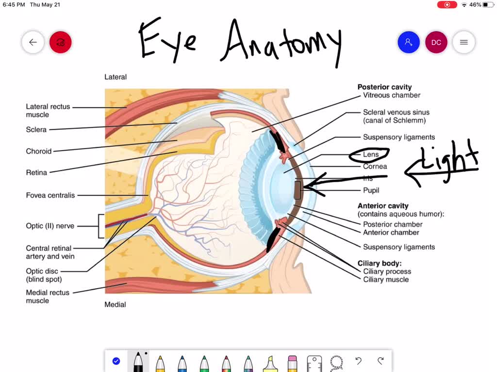 Parts Of The Human Eye And Their Functions